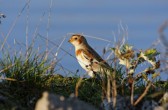 plectrophenax_nivalis_a.jpg