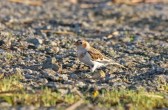 plectrophenax_nivalis_c.jpg