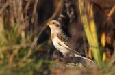 plectrophenax_nivalis_e.jpg