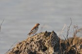 plectrophenax_nivalis_f.jpg