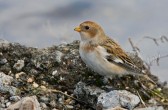plectrophenax_nivalis_g.jpg