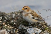 plectrophenax_nivalis_h.jpg