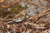 plectrophenax_nivalis_i.jpg
