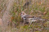 plectrophenax_nivalis_k.jpg
