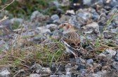 plectrophenax_nivalis_l.jpg