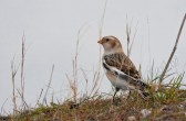 plectrophenax_nivalis_m.jpg