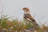 plectrophenax_nivalis_n.jpg