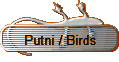 Putni / Birds